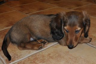 Jamnik d�ugow�osy